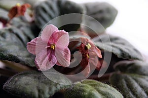 Dry home flowers. Home flowers in a flower pot.