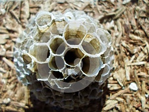 Dry Honey bee comb