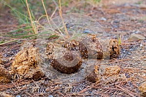 Dry horse poop