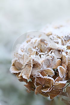 Dry hortensia close up in winter