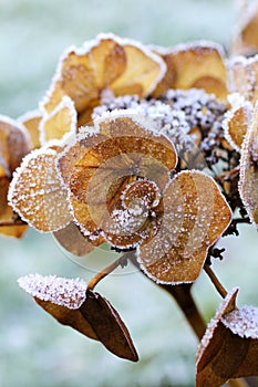 Dry hortensia close up in winter