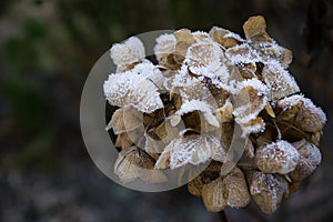 dry hortensia in the garden covered with frost close up frosty hydrangea or hortensia flower