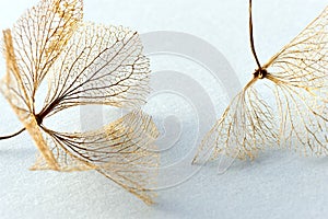 Dry hortensia skeleton flower leaves