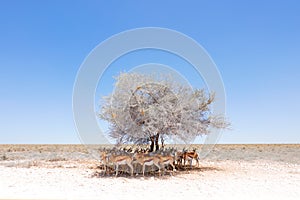 Dry hot day with sun in Etosha NP, Namibia. Herd of antelope springbok hidden below the tree, in the shadow. Animal behaviour in