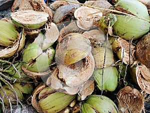 Dry husk of coconut peel