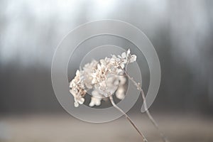 Dry hydrangea branches with flowers on a blurry background. Hydrangea Hortensis. Seasonal nature background. Spring