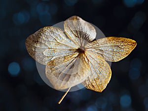 dry hydrangea flower on a dark background