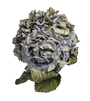Dry Hydrangea flower, Hydrangea macrophylla, isolated on white background, with clipping path