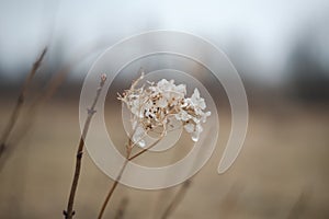 Dry hydrangea flowers on a blurry background. Hydrangea Hortensis. Seasonal nature background. Spring landscape details