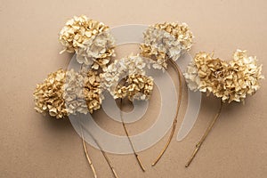 Dry hydrangea flowers on a brown background.