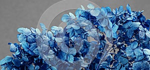 Dry hydrangea flowers close-up on a gray-blue background to illustrate poetry, abstractions, associations. Tinted. Macro