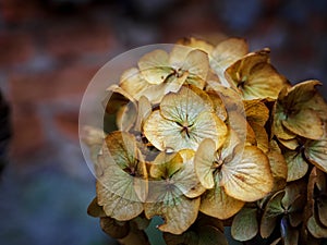 Dry hydrangea flowers, close up photo with copy space