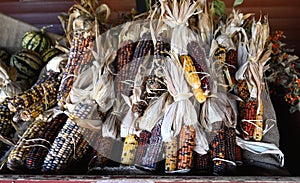 Dry Indian Corn Ears