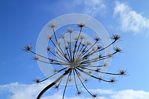 Giant  hogweed against the blue sky