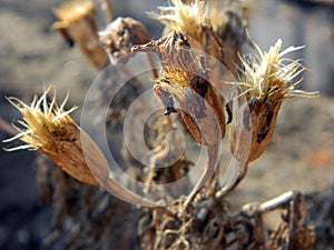 Dry inflorescences of marigolds, illuminated by the sun