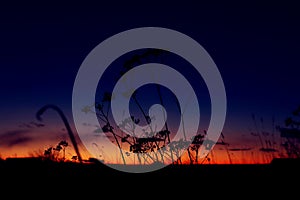 Dry inflorescences of plants against the sunset purple-gold sky