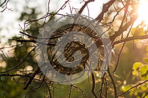 Dry intertwined twigs lit by the sun during sunset