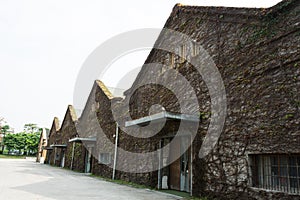 Dry ivy covered house