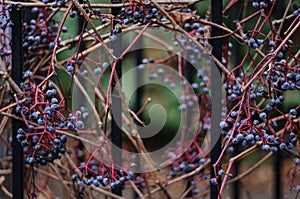 Dry ivy vines with blue berries wrapped around a metal fence