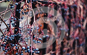 Dry ivy vines with blue berries wrapped around a metal fence