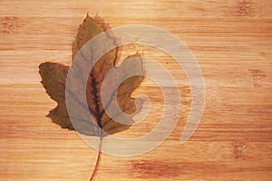 Dry Japanese maple leaf on wood background 3
