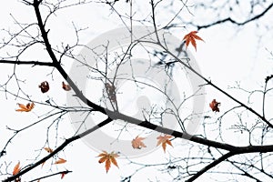 Dry Japanese maple leaves in autumn season for background ,Lake