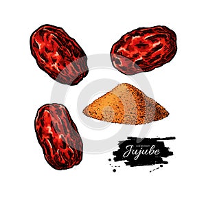 Dry Jujube vector drawing. Chinese Date isolated illustration. Hand drawn botanical dried berries and powder.