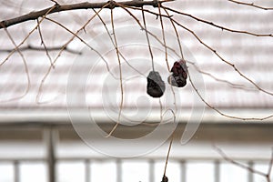 Dry jujubes on the branches after snow in rural areas