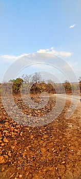 Dry jungle during harsh Indian summers