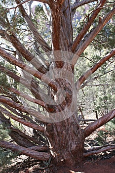 Dry Juniper Tree Sedona Arizona