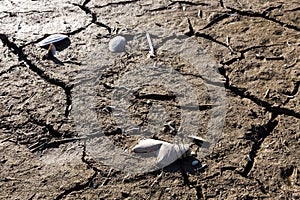 Dry lake bed with natural texture of cracked clay in perspective