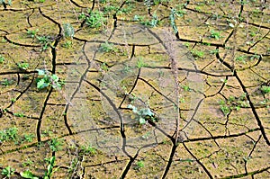 Dry lake or swamp in the process of drought and lack of rain or moisture, a global natural disaster. The cracked soil of the earth