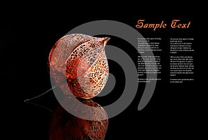 Dry Lampion (alkekengi physalis) in backlit photo