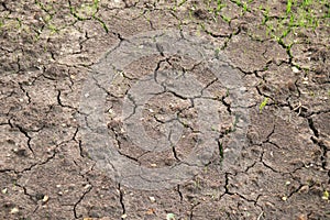 Dry land background with cracks and green grass