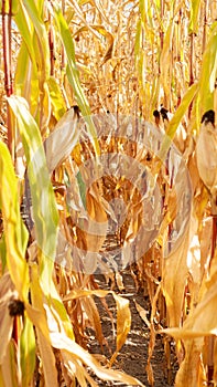 Dry land in a corn field due to prolonged heat and lack of rainfall. Global warming leads to climate change and causes crop