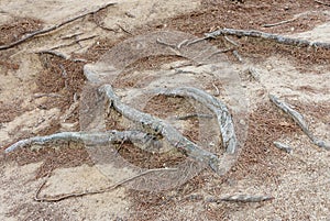 Dry land showing the roots of the trees also dry photo