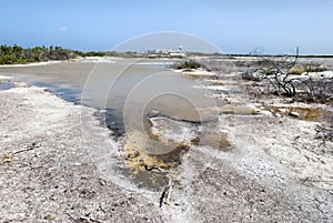 Grand Turk Island Dry Landscape