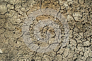 Dry land with small cracks as a concept of drought and global warming. Cracked soil texture or ground pattern with cracks