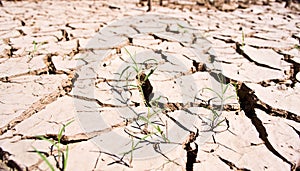 Dry land texture, background