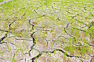 Dry land texture, background