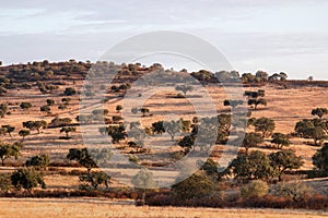 Dry landscape of Alentejo region.