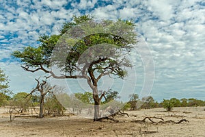 Dry landscape along the Khwai River in the Okavango Delta, Botswana