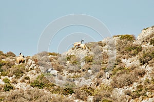 Dry Landscape Countryside