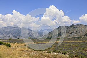 Dry landscape with lavender fields north of Shkoder in the dinaric alps