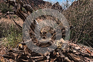 Dry landscape with tree roots uprooted