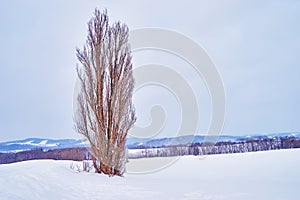 Dry large solo Poplar tree called `Ken and Mary` in winter at Biei city.