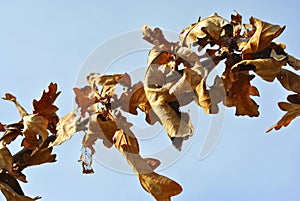 Dry last year`s rotten oak leaves on branch