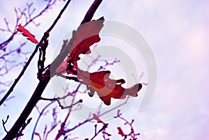 Dry last year`s rotten red oak leaf on branch, blue sky