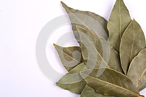 Dry laurel bay leaf on white