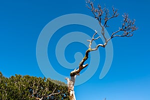 Fanal - Dry laurel tree (Ocotea foetens) against clear blue sky. Ancient subtropical Laurissilva forest of Fanal photo